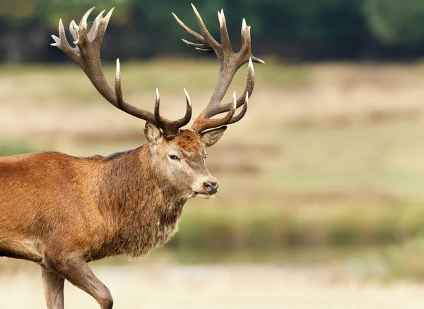 Tutup Red Deer Selama Musim Rutting Musim Gugur Inggris — Stok Foto