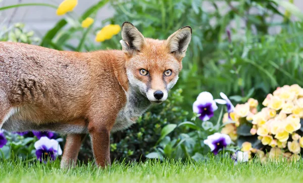 Närbild Röd Räv Vulpes Vulpes Mot Färgstark Bakgrund Sommar Storbritannien — Stockfoto