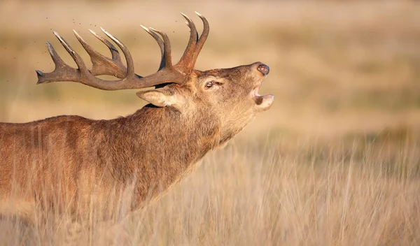 Nahaufnahme Eines Hirsches Der Während Der Brunftzeit Herbst Brüllt Großbritannien — Stockfoto
