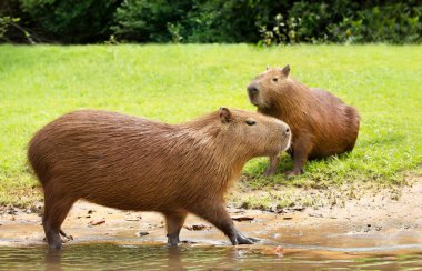 Güney Pantanal, Brezilya 'da bir nehir kıyısında yürüyen bir Capybara' ya yakın..