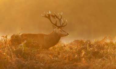 Kızıl Geyik (Cervus elaphus), Birleşik Krallık 'ta sisli bir sonbahar sabahında gün doğumunda geyik.