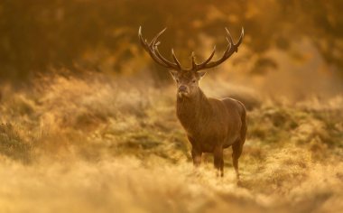 Güneş doğarken kırmızı geyik (Cervus elaphus) geyiği, İngiltere.
