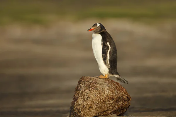 フォークランド諸島の岩の上にペンギンが立っています — ストック写真