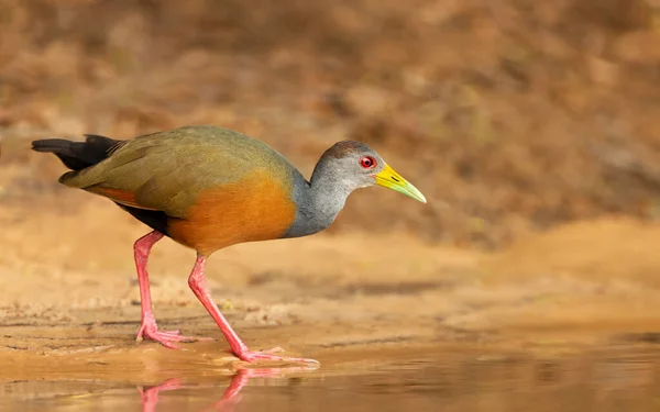 Close Little Wood Rail Looking Food River Bank Pantanal Brazil — Stock Photo, Image