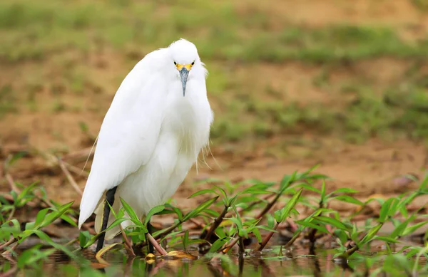 Close Snowy Egret Egretta Thula Standing River Bank Pantanal Brasil — Fotografia de Stock