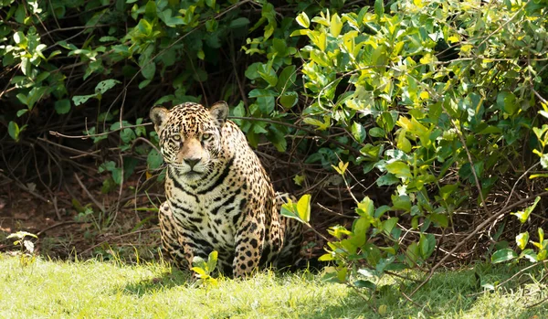 Primo Piano Una Jaguar South Pantanal Brasile — Foto Stock