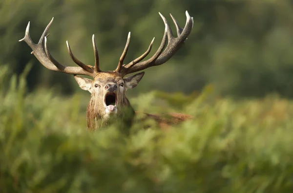 Közelkép Egy Vörös Szarvas Szarvas Hívás Során Rutting Szezonban Ősszel — Stock Fotó