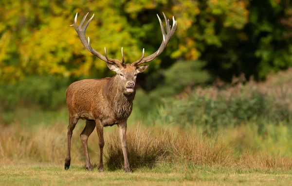 Close Red Deer Stag Standing Field Rutting Season Autumn — Stock Photo, Image