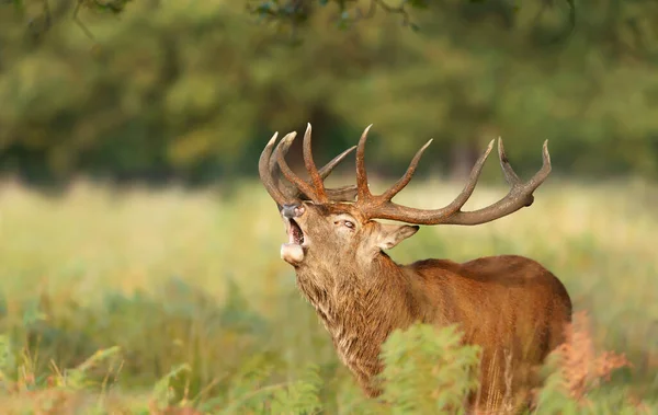 秋のルーティングシーズン中に呼び出す赤い鹿のスタッグの閉鎖 — ストック写真