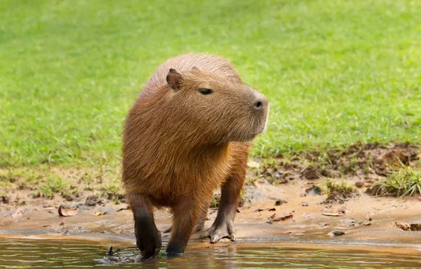 Großaufnahme Einer Capybara Einem Flussufer Süd Pantanal Brasilien — Stockfoto