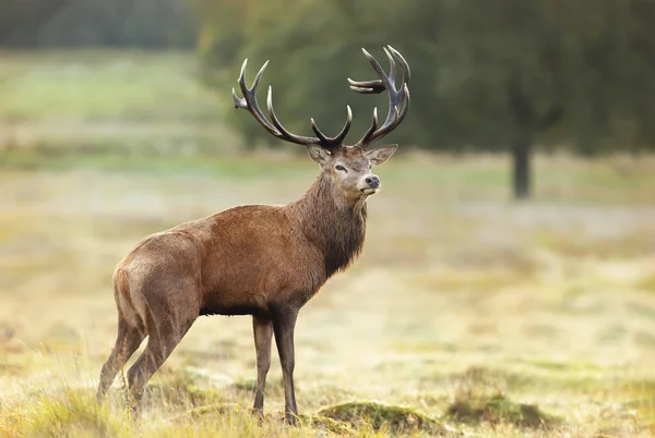 Close Veado Vermelho Durante Época Rutting Outono Reino Unido — Fotografia de Stock