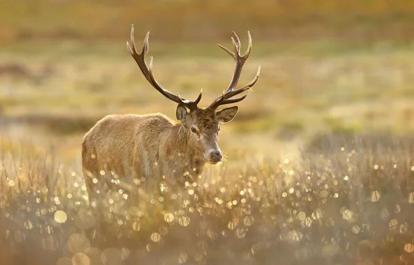 가을이른 아침붉은 사슴이 사슴을 붙잡고 — 스톡 사진