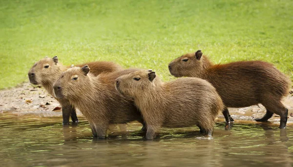 Capybaras Baba Csoport Folyóparton Dél Pantanal Brazília — Stock Fotó