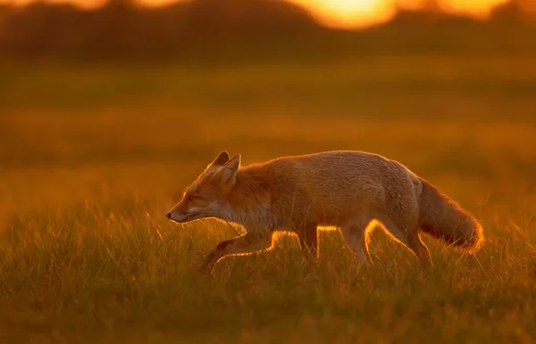 Közelkép Egy Vörös Róka Vulpes Vulpes Naplementekor — Stock Fotó