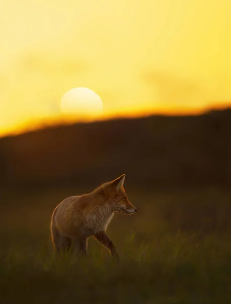 Gros Plan Renard Roux Vulpes Vulpes Coucher Soleil — Photo