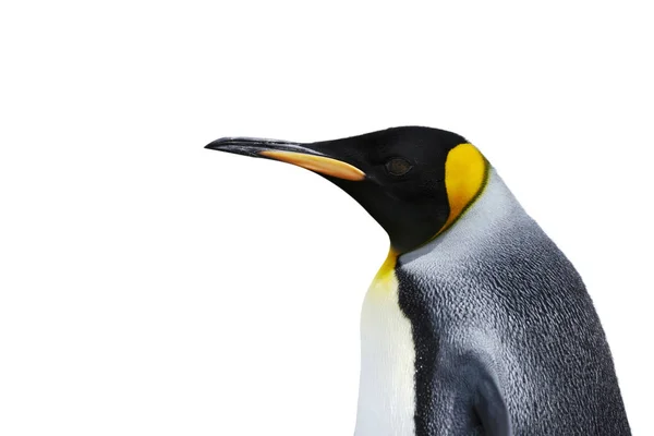 Close Pinguim Rei Contra Fundo Branco — Fotografia de Stock
