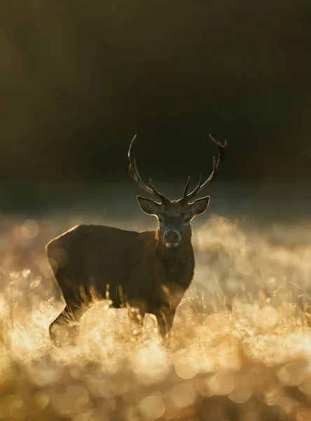 Red Deer Cervus Elaphus Hert Bij Zonsopgang Een Mistige Herfstochtend — Stockfoto