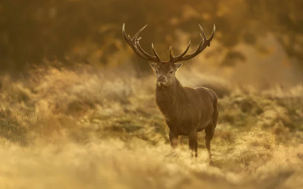 Red Deer Cervus Elaphus Hert Bij Zonsopgang Verenigd Koninkrijk — Stockfoto