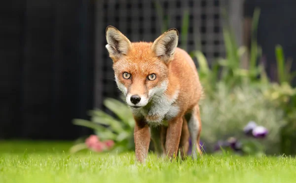 Закрытие Красного Лиса Vulpes Vulpes Стоящего Зеленой Траве Саду Великобритания — стоковое фото