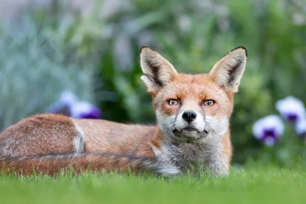 Primer Plano Zorro Rojo Vulpes Vulpes Tendido Sobre Hierba Verde —  Fotos de Stock