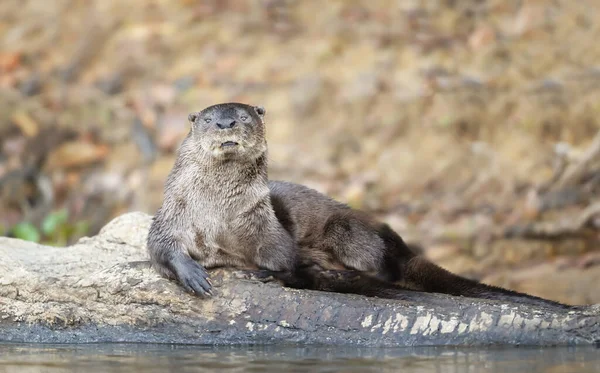 Primo Piano Una Lontra Neotropicale Adagiata Albero Caduto Fiume Pantanal — Foto Stock