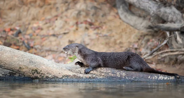 Primer Plano Una Nutria Neotropical Acostada Árbol Caído Una Orilla — Foto de Stock