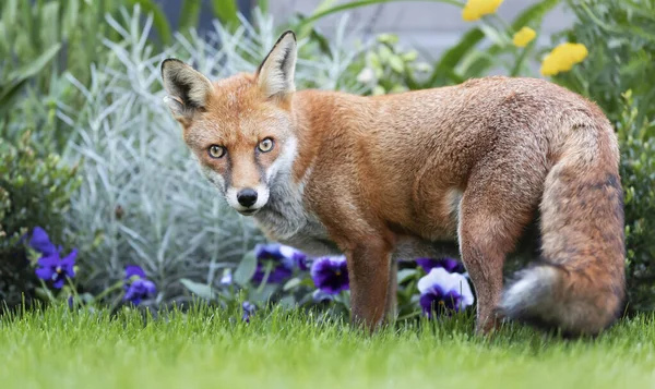 Närbild Röd Räv Vulpes Vulpes Som Står Nära Blomsterrabatten Trädgård — Stockfoto