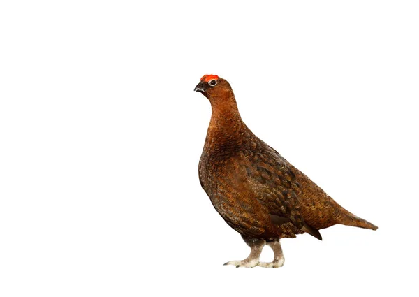 Närbild Male Red Grouse Klar Vit Bakgrund — Stockfoto