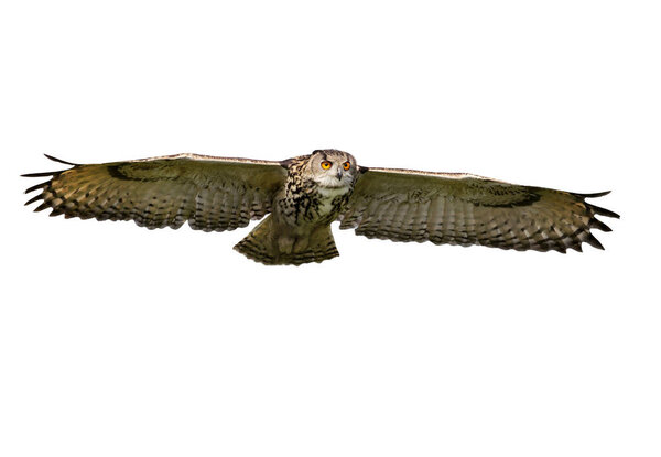 Close up of an Eagle Owl in flight on a clear white background. 