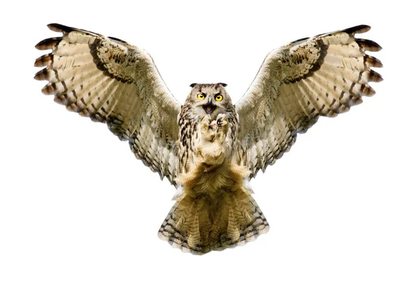 Close Eagle Owl Flight Clear White Background — Stock Photo, Image