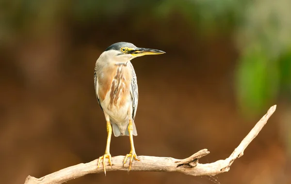 Close Perched Striated Heron Pantanal Brazil Royalty Free Stock Photos