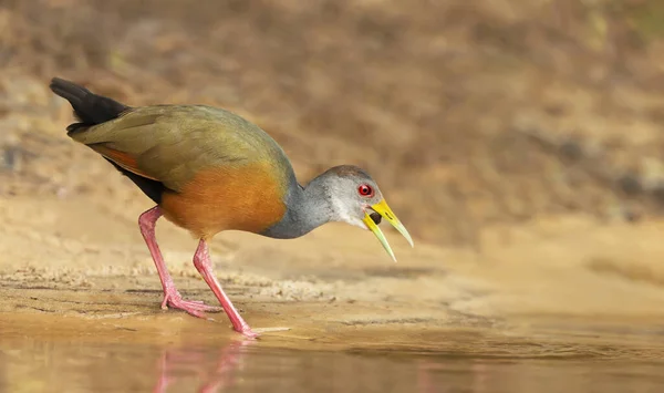 Close Little Wood Rail Looking Food River Bank Pantanal Brazil — Stock Photo, Image