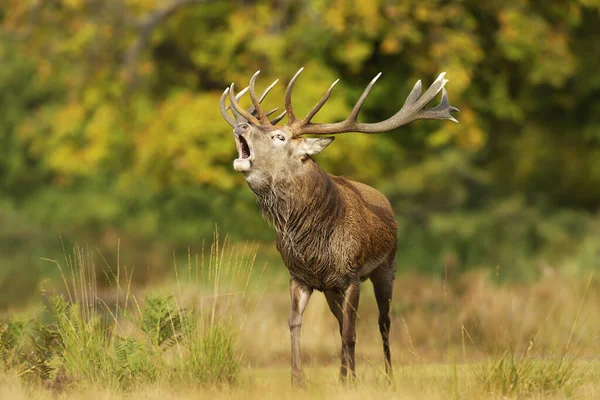 Nahaufnahme Eines Rothirsches Der Während Der Brunftzeit Herbst Ruft Großbritannien — Stockfoto