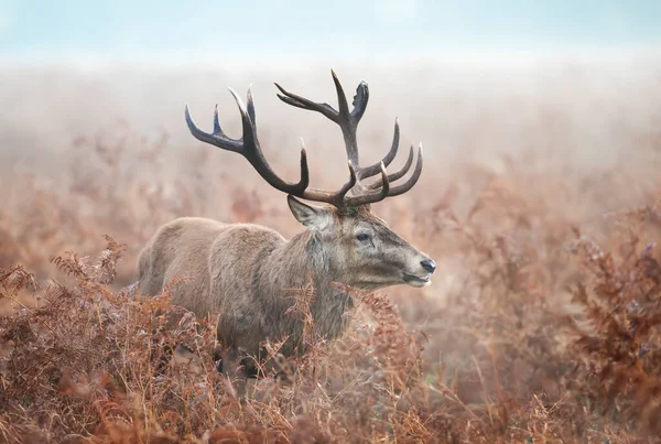 Close Veado Vermelho Campo Samambaias Durante Temporada Rutting Uma Manhã — Fotografia de Stock