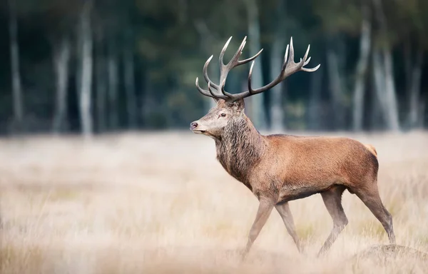 Close Red Deer Stag Standing Field — Stock Photo, Image