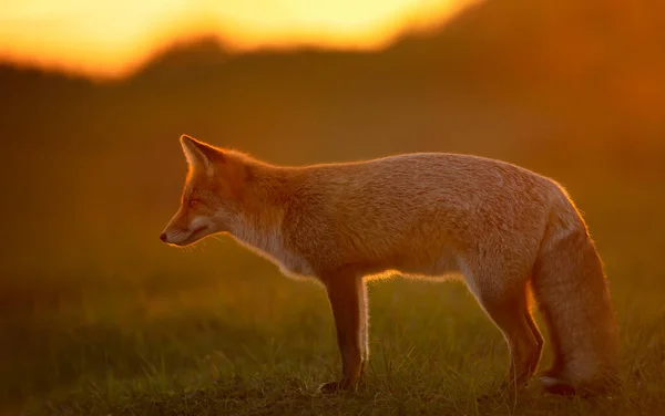 Primo Piano Una Volpe Rossa Vulpes Vulpes Tramonto — Foto Stock