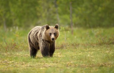 Finlandiya 'da bataklıkta duran Avrasya kahverengi ayısına yakın plan.