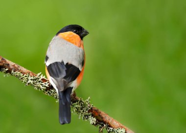 Bir Avrasya boğa ispinozunun (Pyrrhula pyrhula) yosunlu bir dala tünemiş yeşil arka plan, Norveç.