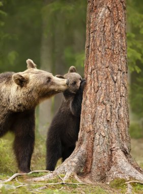 Close up of an Eurasian brown bear (Ursos arctos) watching her playful cub trying to climb a tree, Finland. clipart