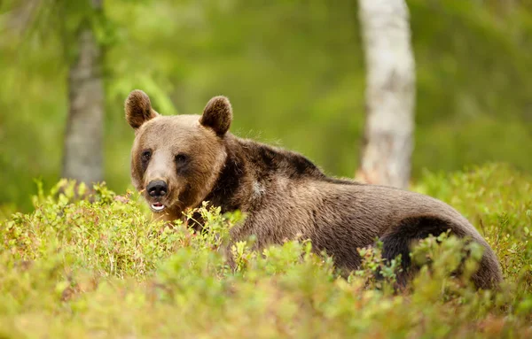 芬兰森林中的欧亚棕熊特写镜头 — 图库照片