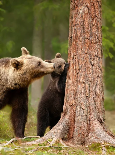 Acercamiento Oso Pardo Eurasiático Ursos Arctos Mirando Cachorro Juguetón Tratando —  Fotos de Stock