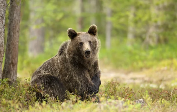 Primer Plano Del Oso Pardo Euroasiático Bosque Finlandia — Foto de Stock