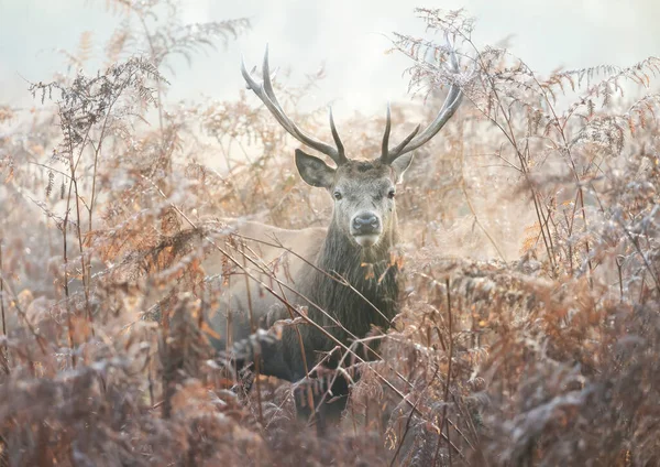 Portrait Cerf Roux Chevreuil Par Une Matinée Automne Brumeuse Royaume — Photo