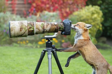 Bir kızıl tilkinin (Vulpes vulpes) merakla İngiltere 'deki bir kamera merceğinden bakarken.
