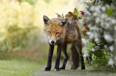 Birleşik Krallık 'ta bir bahçede duran bir kızıl tilkiye (Vulpes vulpes) yakın çekim.