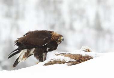 Norveç 'te kış mevsiminde bir Altın Kartal' a (Aquila chrysaetos) yakın çekim.