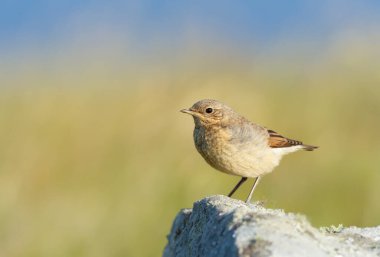 Yazın İskoçya, İngiltere 'de yeşil arka planda bir kayanın üzerine tünemiş genç Kuzeyli bir kuyrukluyıldızın (Oenanthe oenanthe) kapanışı.