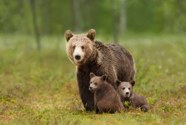 Female Eurasian brown bear and her cubs in boreal forest, Finland. clipart