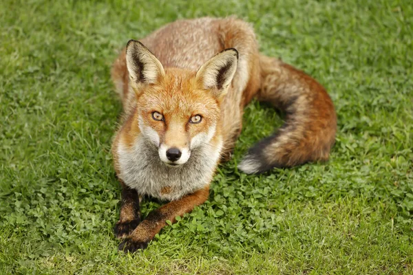 Primer Plano Zorro Rojo Vulpes Vulpes Tendido Sobre Hierba Verde —  Fotos de Stock