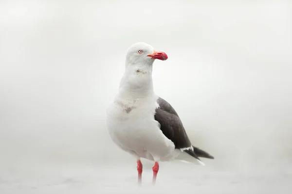 Close Uma Gaivota Golfinho Uma Praia Areia Nas Ilhas Malvinas — Fotografia de Stock